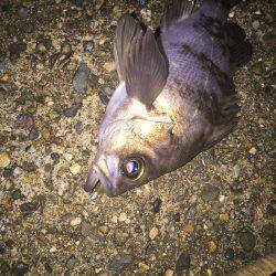 短時間ライト釣行